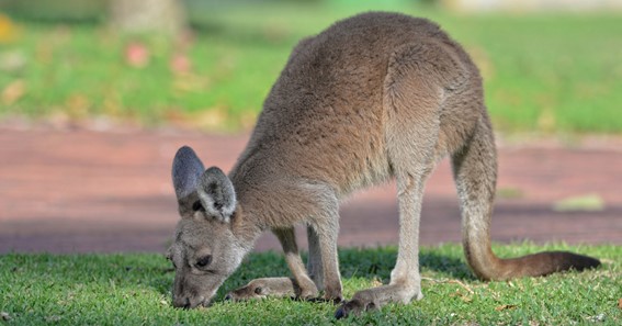 Western Gray Kangaroo