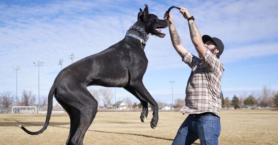 Top 10 Tallest Dog Breeds 