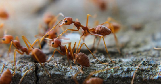 When to Call a Pest Control Service in the Case of Ants Infestation