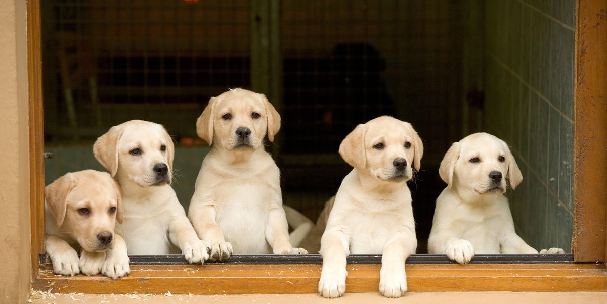 6 best Dog breeds for travel