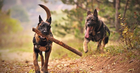 8 Fun Activities To Do With Your Dogs