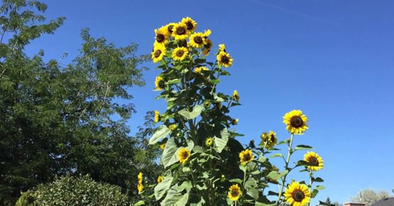 Tallest Sunflower In The World
