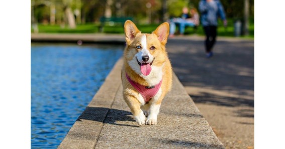 Six Tips to Keep Your Dog Healthy